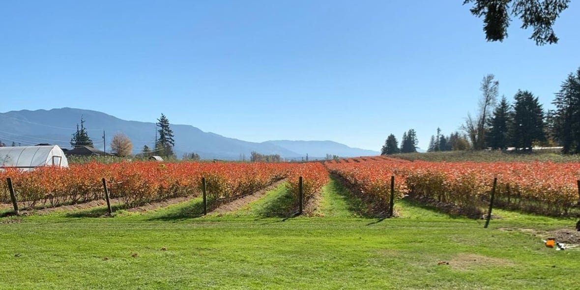 gagan-singh-farm An image of Gagan Singh's farm in Abbotsford, B.C.
