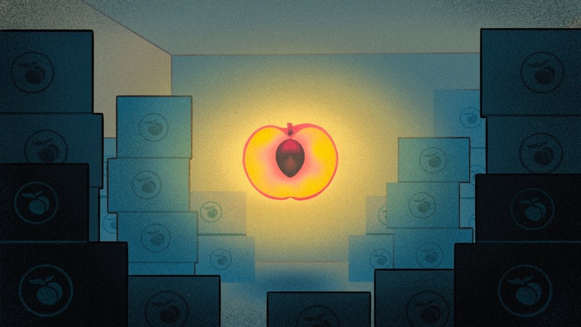 lessons-from-a-peach-by-emi-sasagawa An illustration of a floating peach that's been opened in half and is surrounded by boxes of a peaches