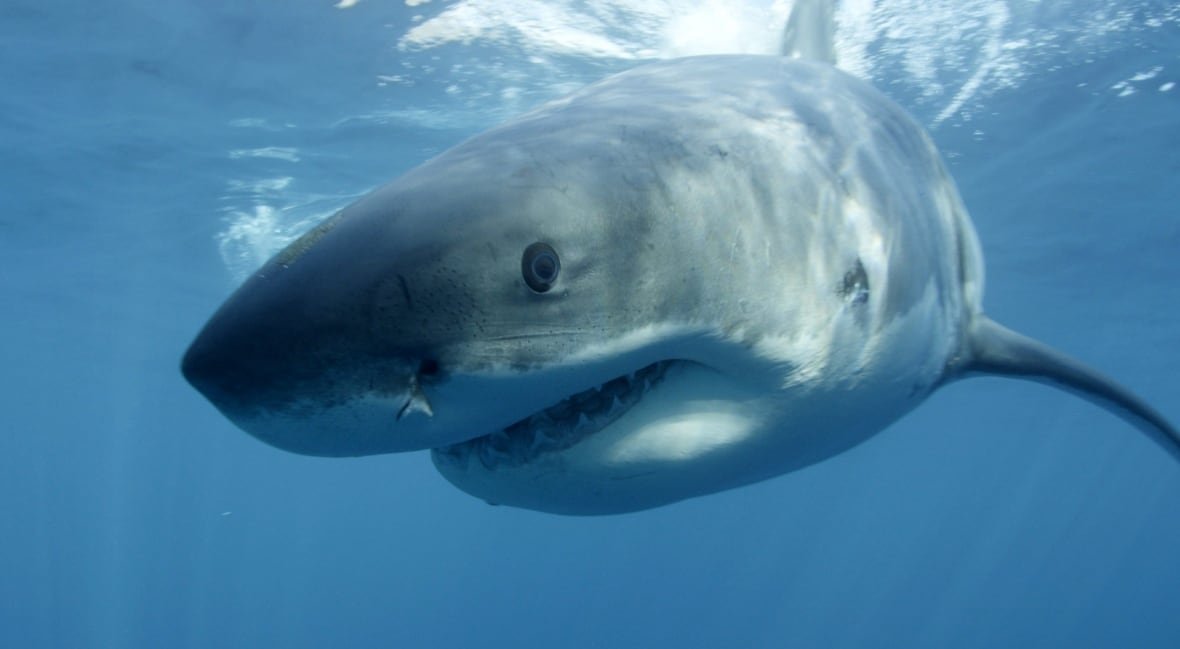 great-white-shark A shark swims underwater