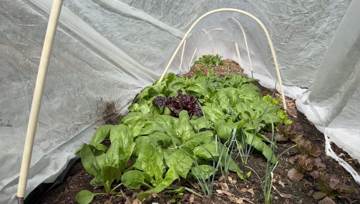 helene-hebert-s-low-tunnel-garden A green garden under a white protective fabric held up by white arches to create a tunnel.