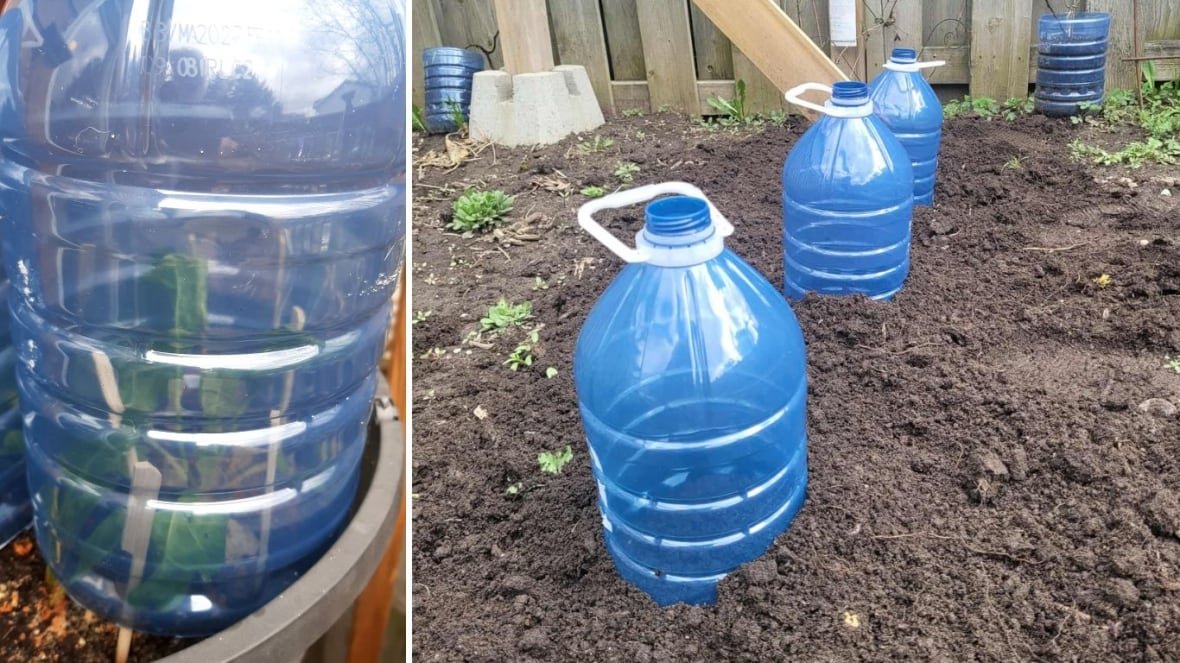 improvised-cloches A composite image of a blue plastic bottle that's been turned into a miniature greenhouse, or cloche, covering a tomato plant on the left. On the right, three improvised cloches located in a garden.