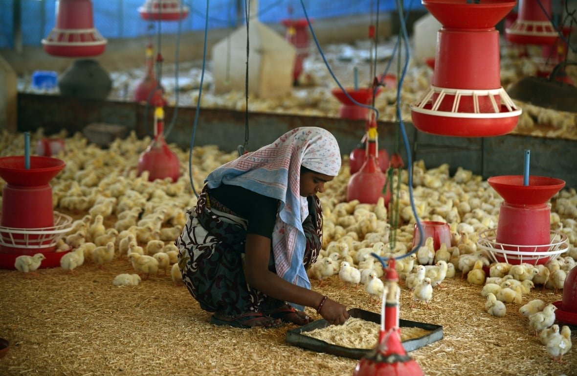 poultry-farm-outside-pune-india A woman is standing amid wood shavings in a chicken farm. There are tiny yellow chicks around her and red incubation lights hang from the ceiling.