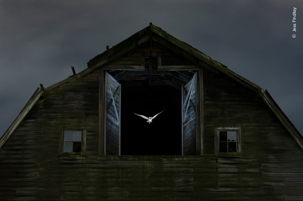 the-edge-of-night Owl flying out window of barn at night