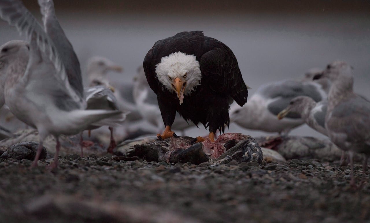 default-735 A bald eagle feeding on a deceased salmon surrounded by other seabirds.
