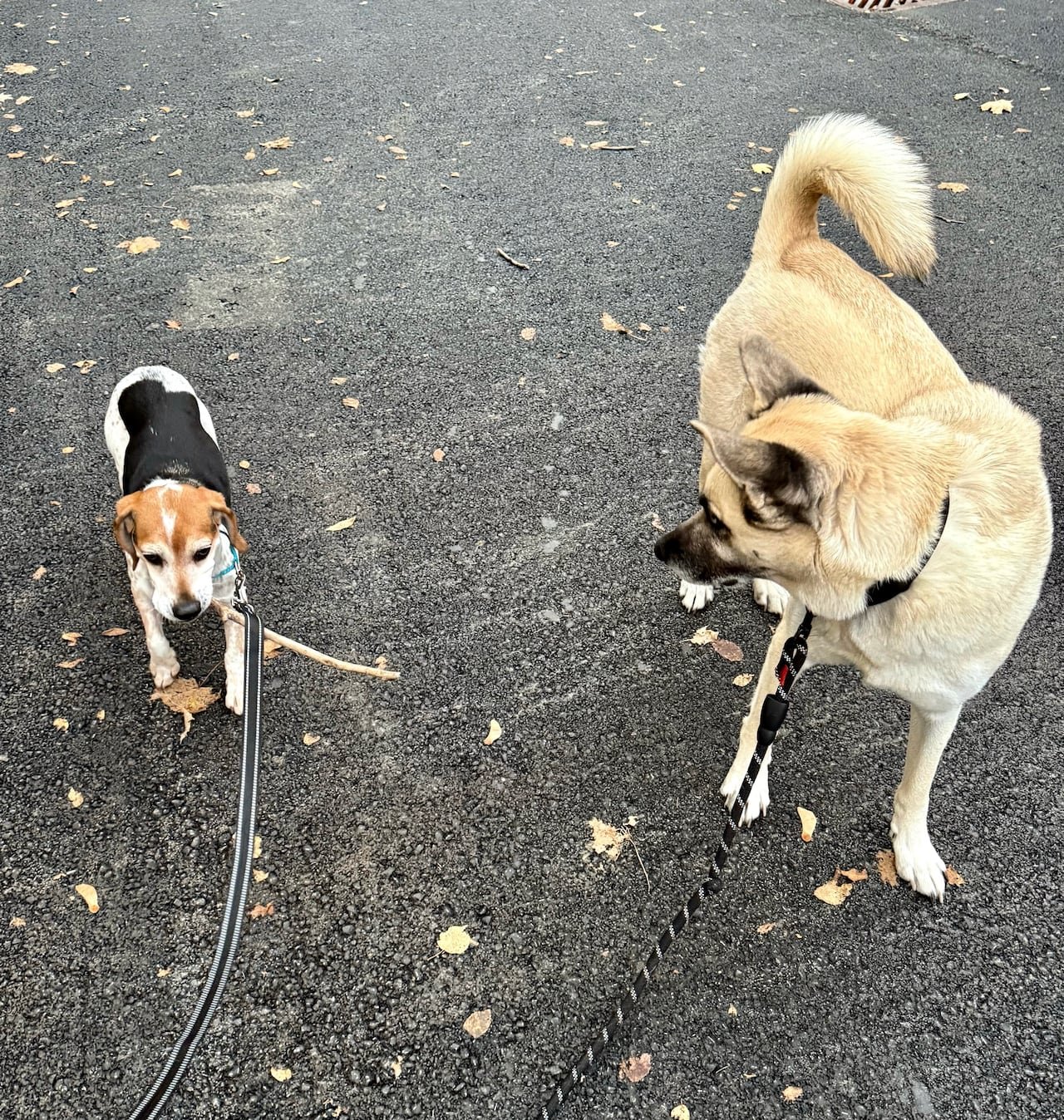 Two leashed dogs stand on a road.