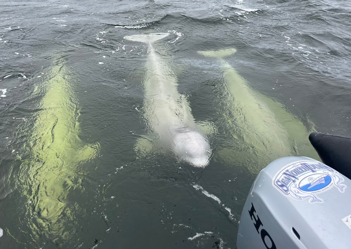 default-484 Beluga whales swim by a boat