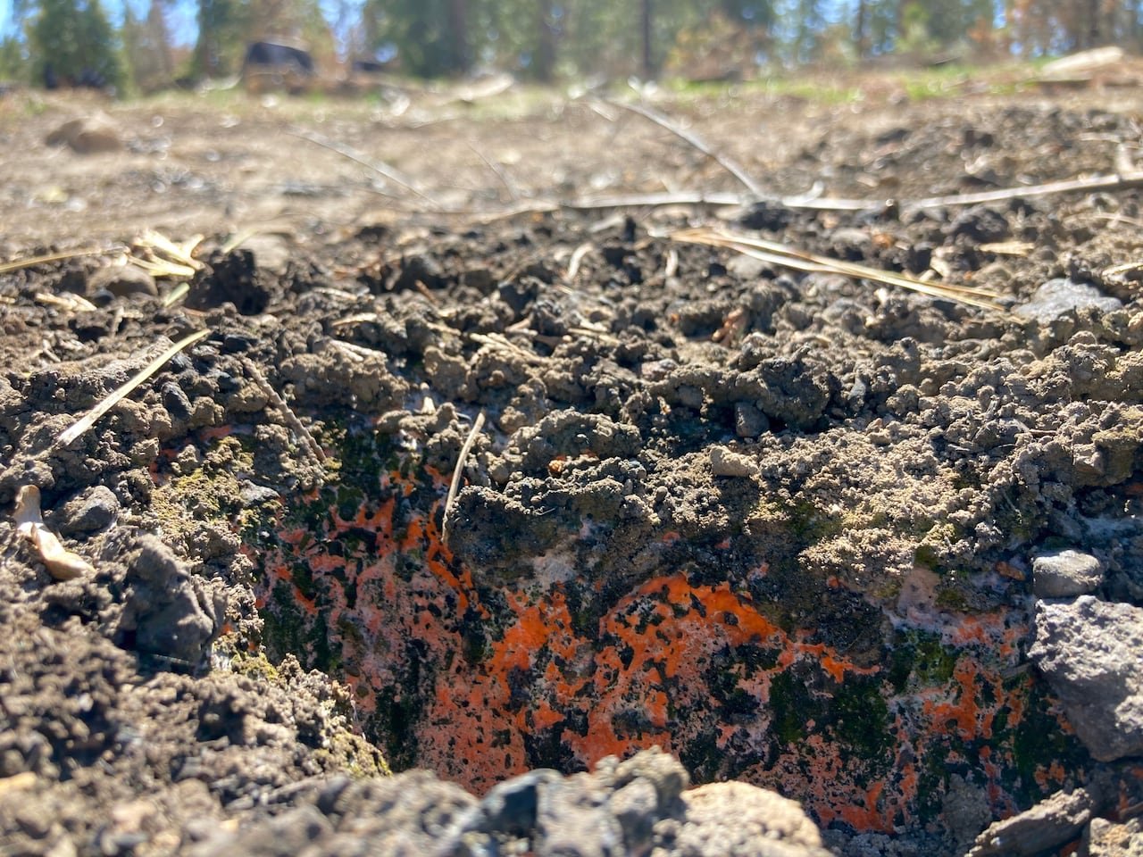 default-131 Bright orange fungi on a burnt landscape.