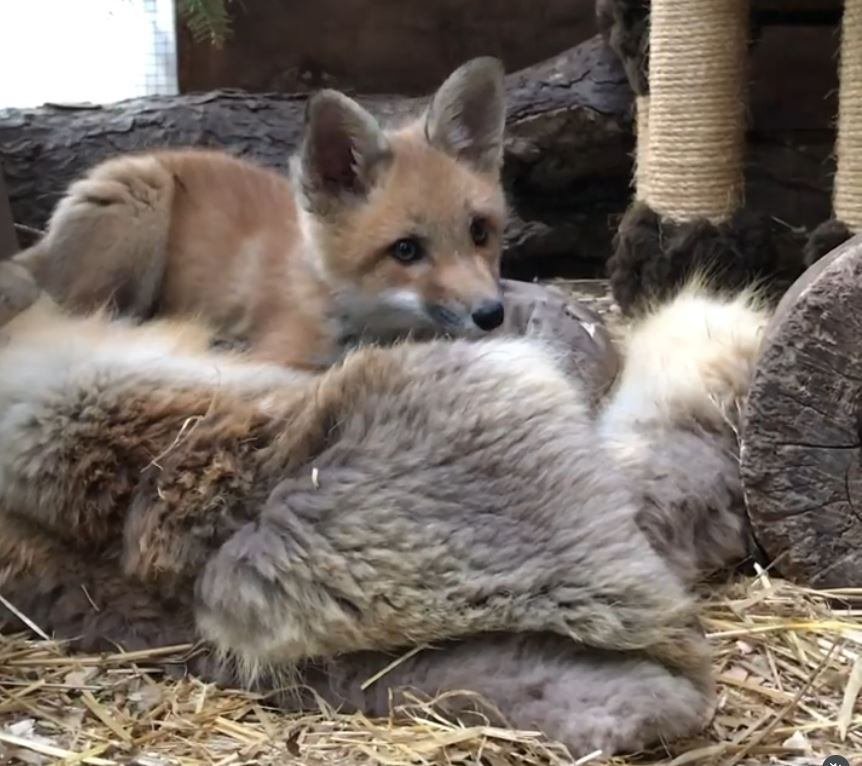 default-81 A fox rests on a blanket made from a donated fur coat